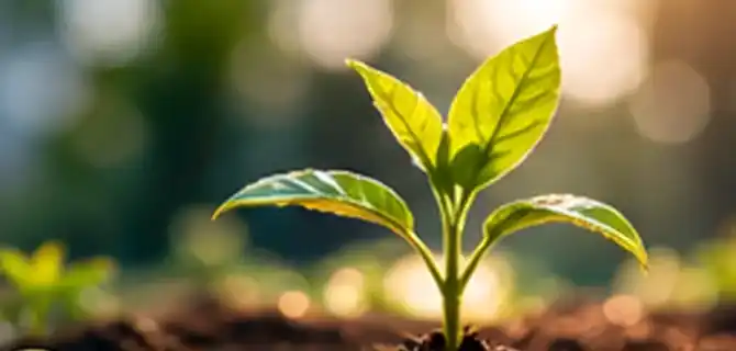 Illustration of a seedling representing long-term investment
